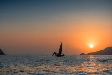 Seagull flying in the sunset on a beach