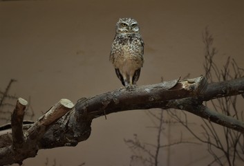 Owl sitting on wood
