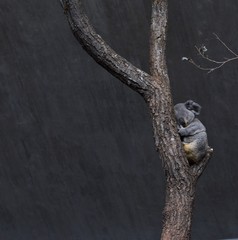 Koala on a tree