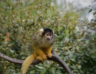 Monkey on a tree