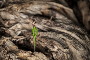 A growing shot against a textured background.