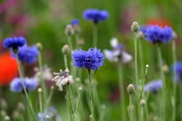 Kornblumen in Blumenwiese - Stockfoto