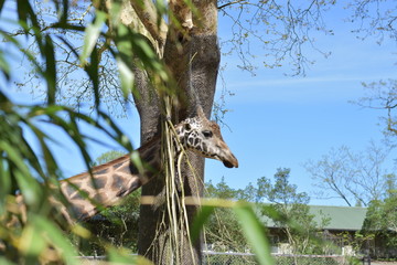 Giraffe before a tree