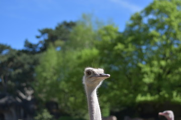 Ostrich before a tree