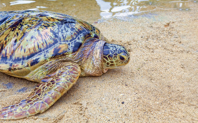 Big sea turtle on the sand.