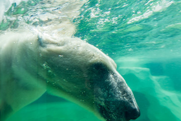 Obraz premium polar bear