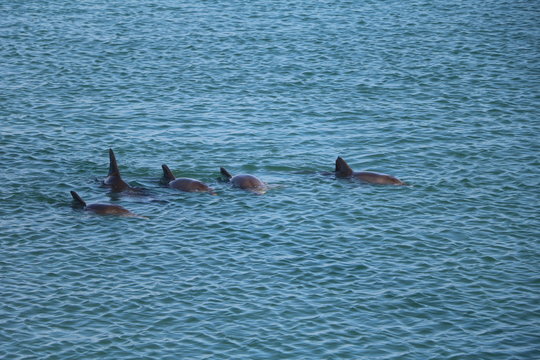 A group of Bottlenose dolphin at Monkey Mia, Western Australia