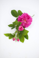 Rose Damscena, Damsk rose