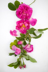 Rose Damscena, Damsk rose