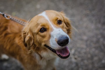 Portrait of adorable young beige and white mongrel dog looking happy with open mouth standing on grey pavement. A day in a city. Blurry background.