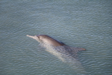 Fototapeta premium Bottlenose dolphin at Monkey Mia, Western Australia