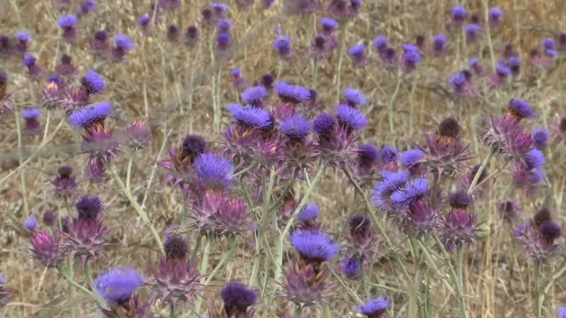 Artichoke thistle in the Field, Galilee Israel