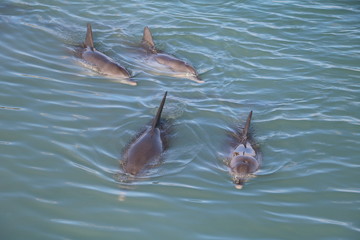 Fototapeta premium Four Bottlenose dolphin in Western Australia