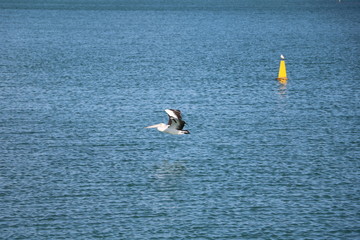 Flying Pelecanus conspicillatus in Monkey Mia, Western Australia