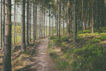 Hiking Hautes Fagnes (Hohes Venn) in Belgium (Filter)