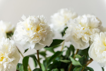 Bunch of amazing peonies in the vase on white wall background