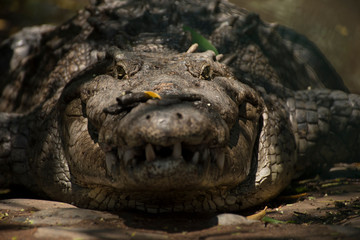 head of crocodile