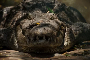 Foto op Canvas head of crocodile © Fernando Leon 