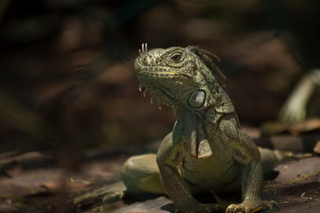 green iguana