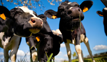 Vache laitière pleine d'humour