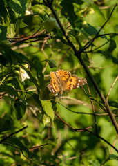 butterfly on leaf