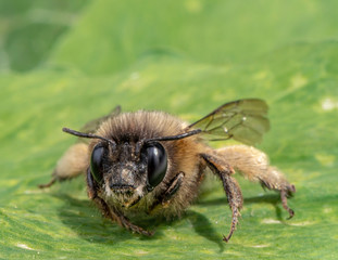 Macro shot of a honeybee sitting in the garden on a leaf in the sunshine.
