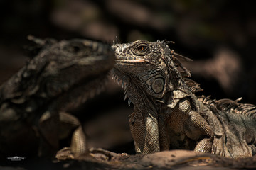 Fototapeta premium Igana in the sunny day