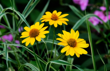 Yellow gerbera in the garden