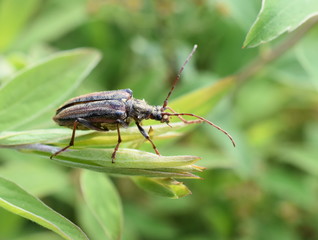 The longhorn beetle Oxymirus cursor female in vegetation