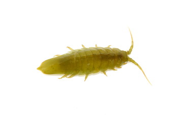 Marine isopod Idotea balthica isolated on white background