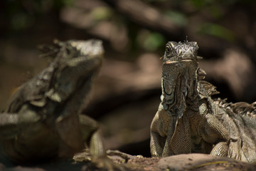 iguana on rock