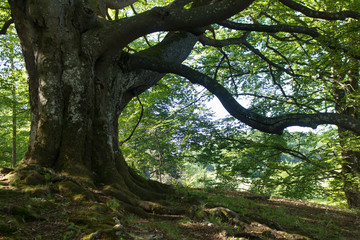 Mächtige alte Buche auf der Schwäbischen Alb
