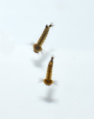 Mosquito larvae in water breathing in water surface