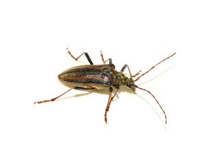 The longhorn beetle Oxymirus cursor female on white background