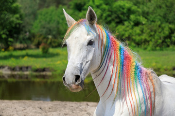 Arabian horse painted in rainbow colors outdoors