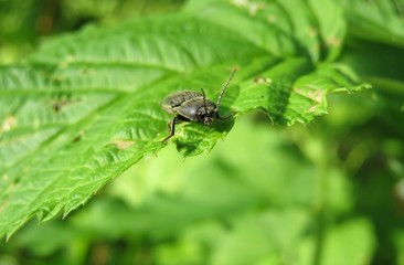 Fototapeta premium Black agriotes beetle on raspberry leaves in the garden
