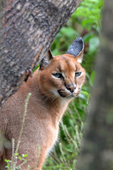 Caracal in South Africa (tenigwa)