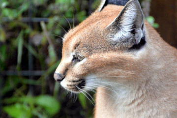 Caracal in South Africa (tenigwa)