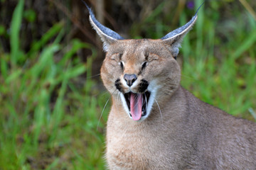 Caracal in South Africa (tenigwa)