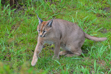 Fototapeta premium Caracal in South Africa (tenigwa)