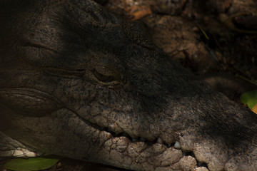 head of crocodile
