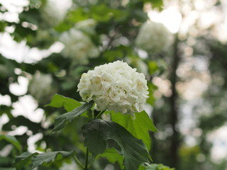 White spherical flower buds buldenezh. Floriculture.