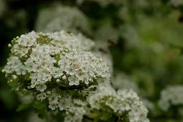 flowers in the garden