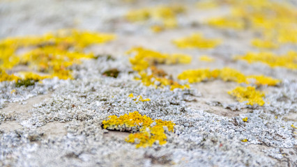 lichen closeup