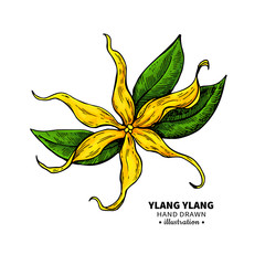 Ylang ylang vector drawing. Isolated vintage illustration of medical flower. - obrazy, fototapety, plakaty