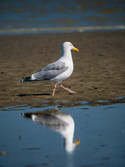 Walking seagull from the side mirrored upside down in water flake