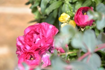 Beautiful rose bush with tender pink roses and blurred green leaves on front and yellow flower on background. Blooming rose bushes with bright romantic flowers with selective focus. Summer blossom 