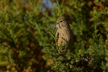 sparrow on a branch