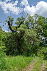 Мagnetic landscape of summer nature with green deciduous forest and big old broken tree in  the  Lozen mountain, Bulgaria 