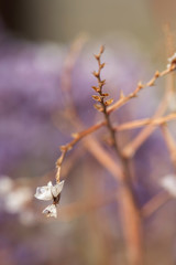 small flowers on purple background